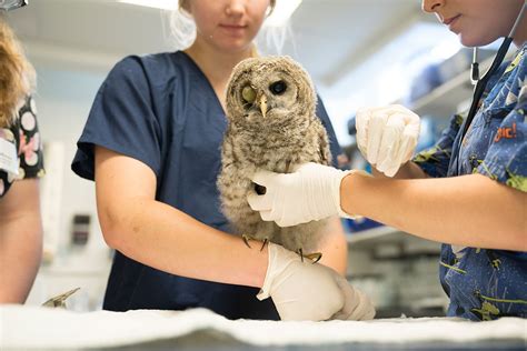 drop test veterinary medicine wildlife rehab|wildlife care for veterinarians.